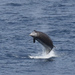 アカボウクジラ