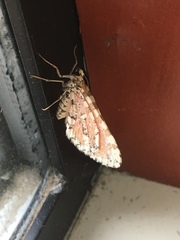 Stamnodes tessellata