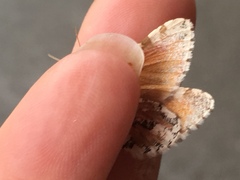 Stamnodes tessellata