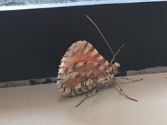 Stamnodes tessellata