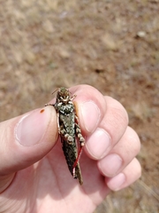 Angaracris barabensis