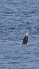 Ziphius cavirostris