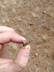 Angaracris barabensis