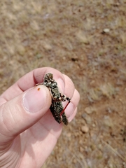 Angaracris barabensis