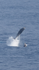 Ziphius cavirostris