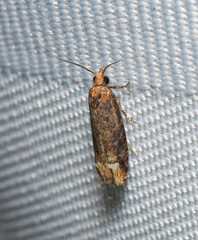 Eucosma ochroterminana