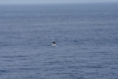 Ziphius cavirostris