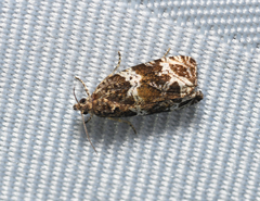 Olethreutes valdanum