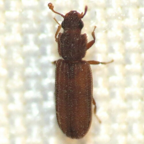 Bitoma gracilis