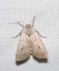 Agrotis vetusta