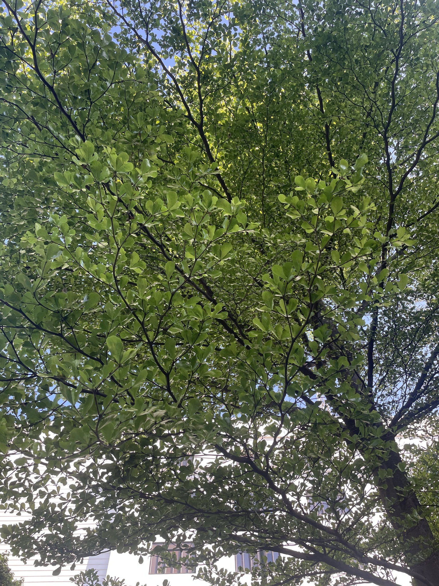 Imagem de Árvore-do-viajante