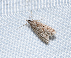 Eudonia strigalis