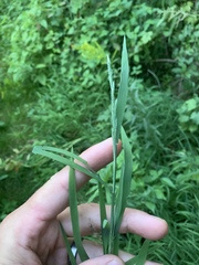Muhlenbergia mexicana