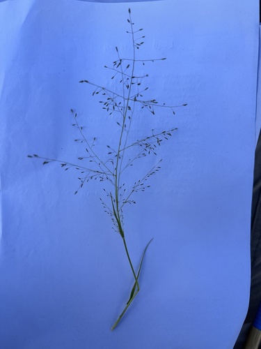 rough-grain lovegrass (Eragrostis trachycarpa)