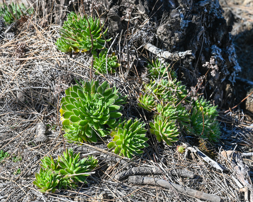 Aeonium simsii