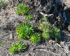 Aeonium simsii