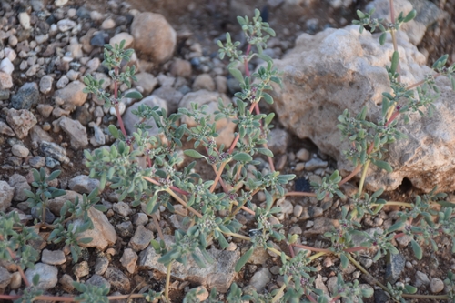 Image of Aizoon papulosum by (c) Nathan Van Cooten, some rights reserved (CC BY)