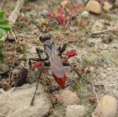 Prionyx