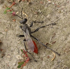 Prionyx