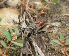 Prionyx