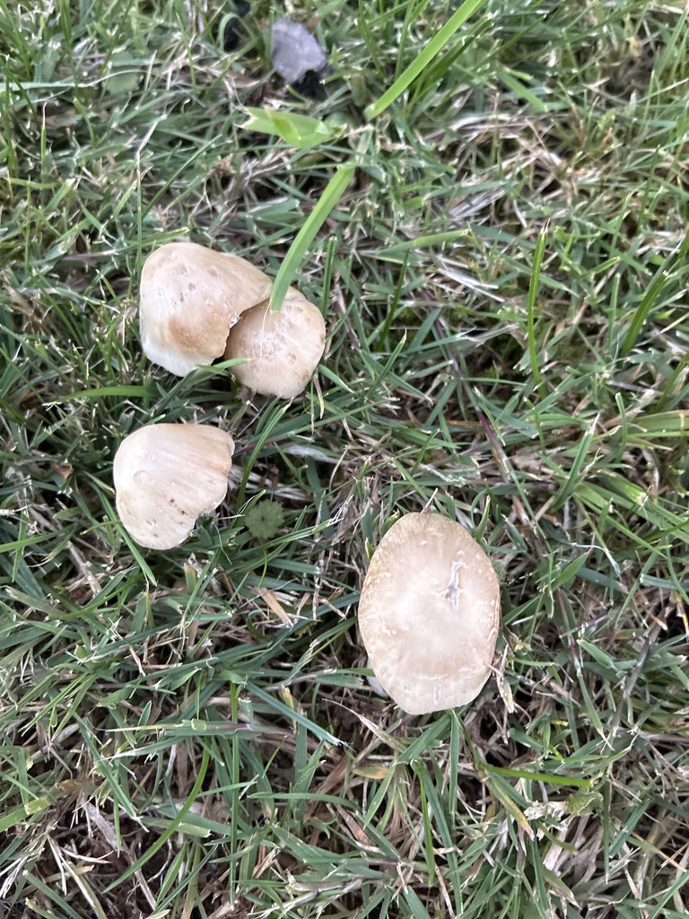 Candolleomyces candolleanus · March 2025 · photo: © jennysaito (iNaturalist, cc-by)