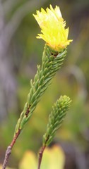 Lachnaea aurea