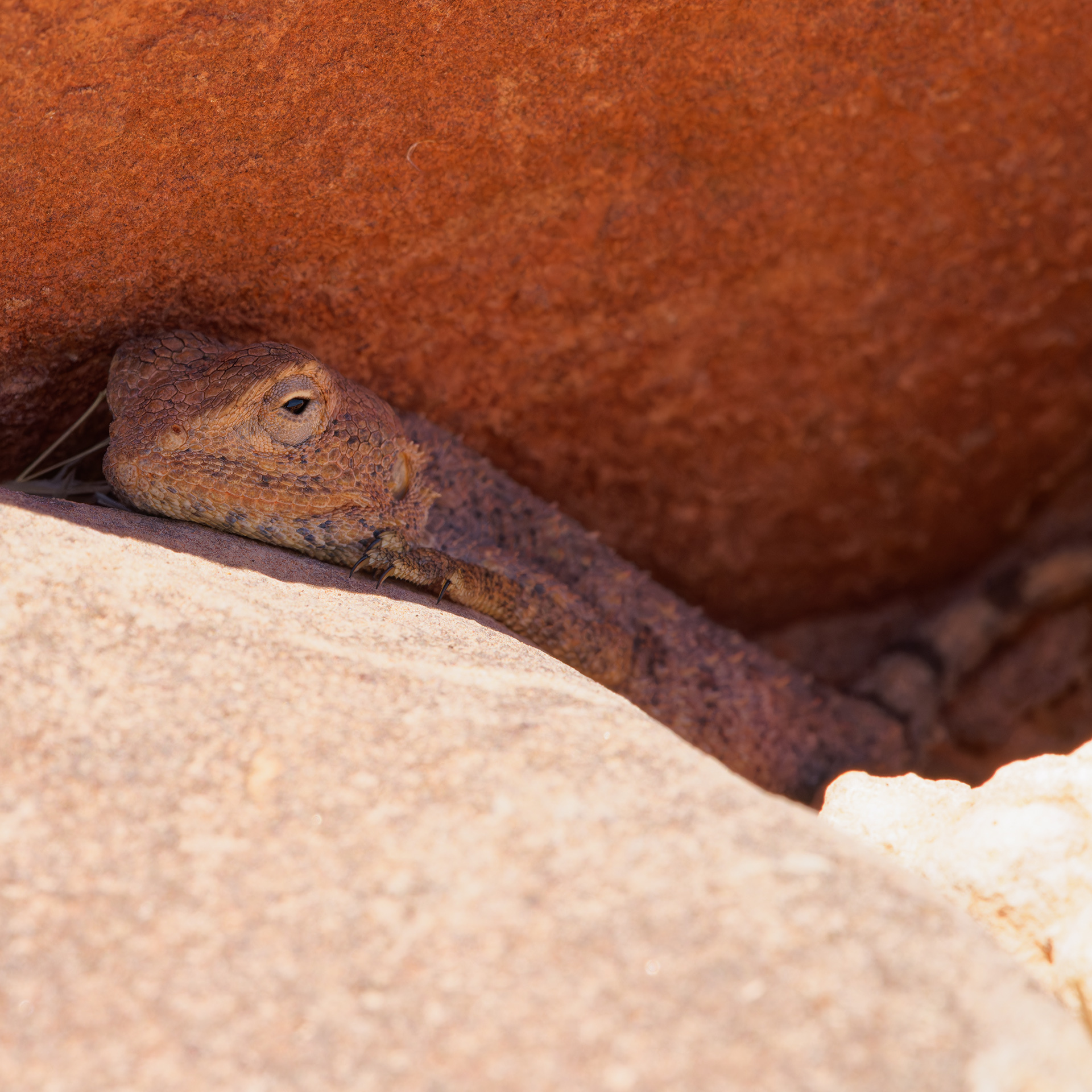 Agama anchietae Bocage, 1896