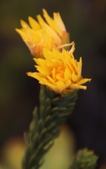 Lachnaea aurea