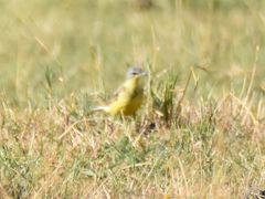 Motacilla flava flava