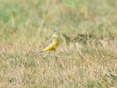 Motacilla flava flava