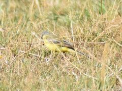 Motacilla flava flava