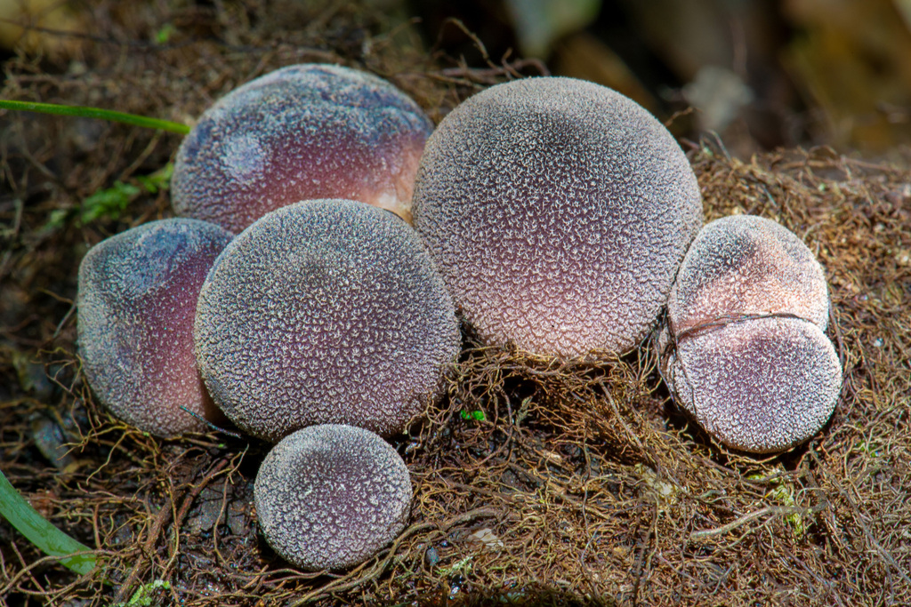 Lycoperdon (genus)