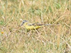 Motacilla flava flava