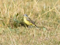 Motacilla flava flava