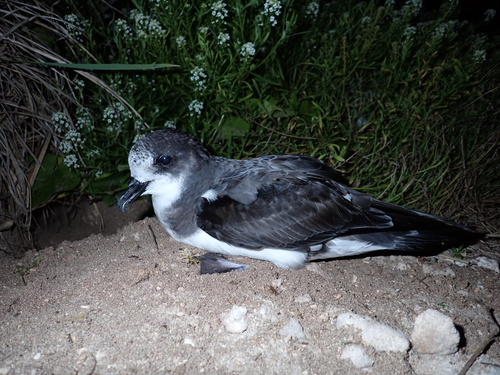 Pterodroma hypoleuca observed 2024-11-09