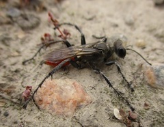 Prionyx