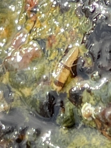 Joeropsis observed 2025-03-12