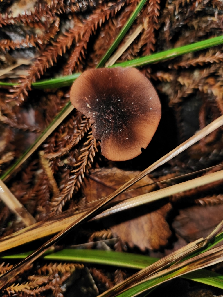 Marasmius elegans · March 2025 · photo: © archie_tarn (iNaturalist, cc-by)