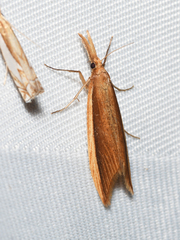 Donacaula albicostellus
