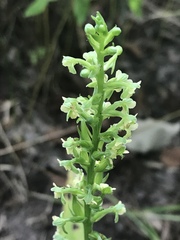 Platanthera flava flava