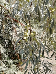 Elaeagnus angustifolia