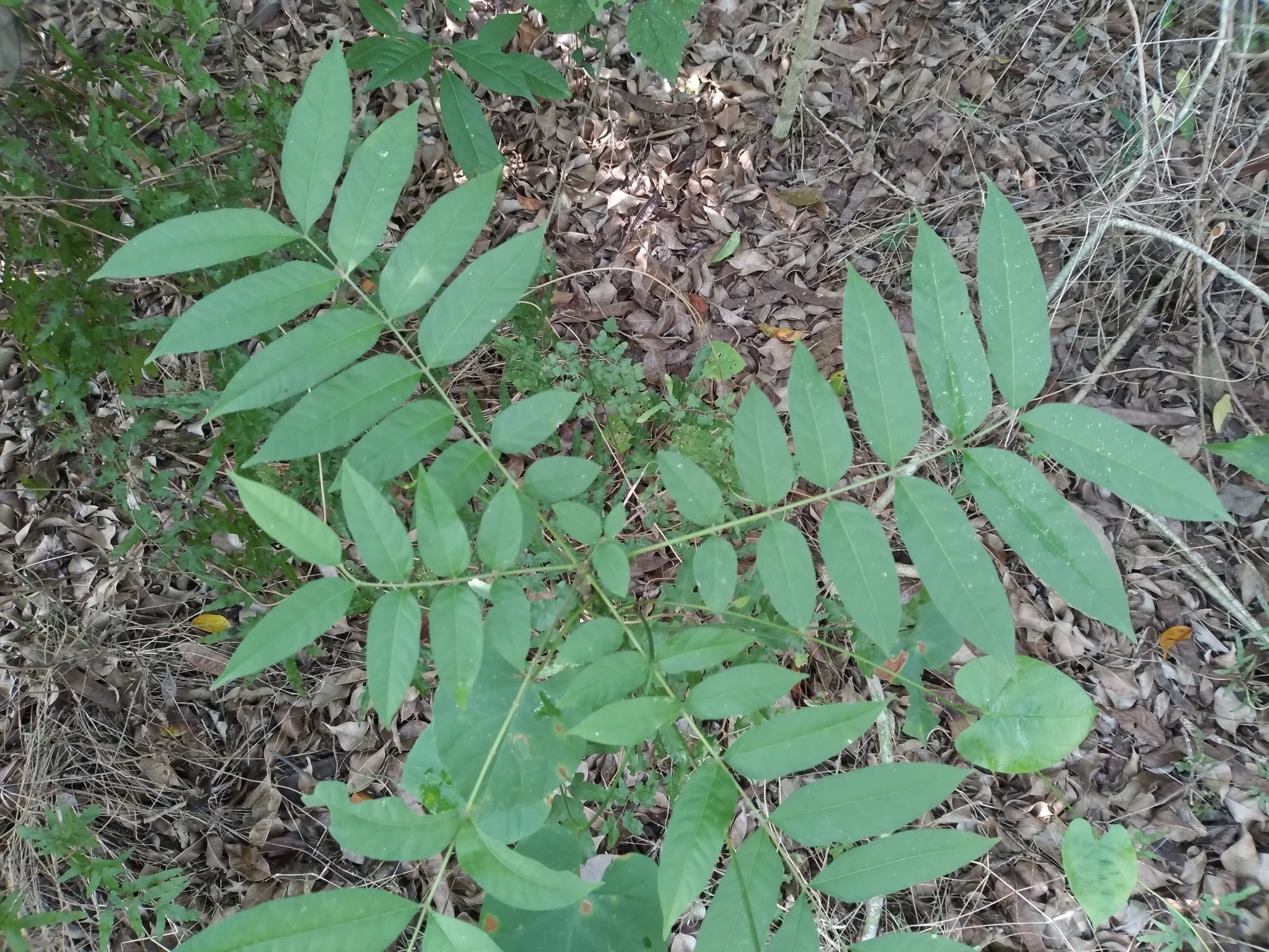 Imagem de Cedro