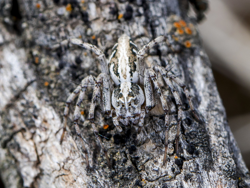 Oxyopes globifer