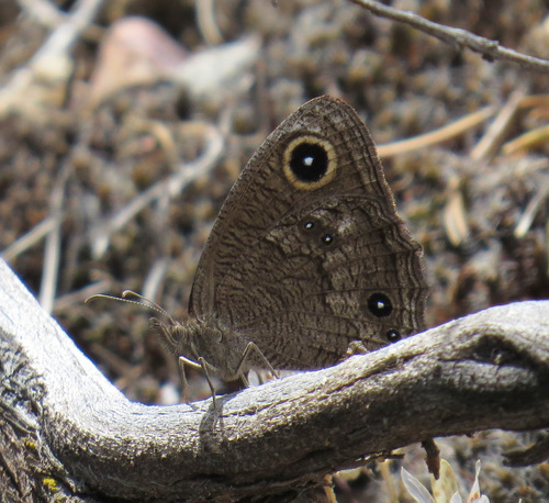 Great Basin Wood-Nymph photo 3