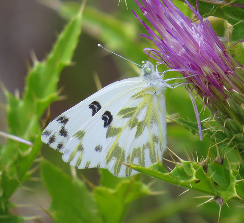 Becker's White photo 3