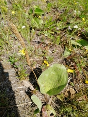 Plantago maxima