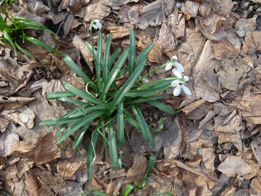 Galanthus golestanicus