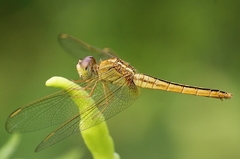 Crocothemis servilia