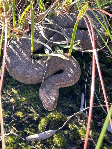 Southern Death Adder sighting