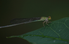 Pseudagrion rubriceps